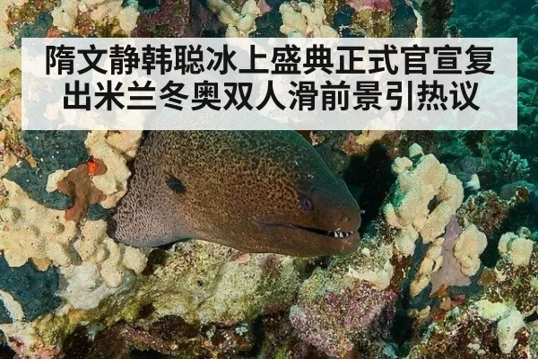 隋文静韩聪冰上盛典正式官宣复出米兰冬奥双人滑前景引热议